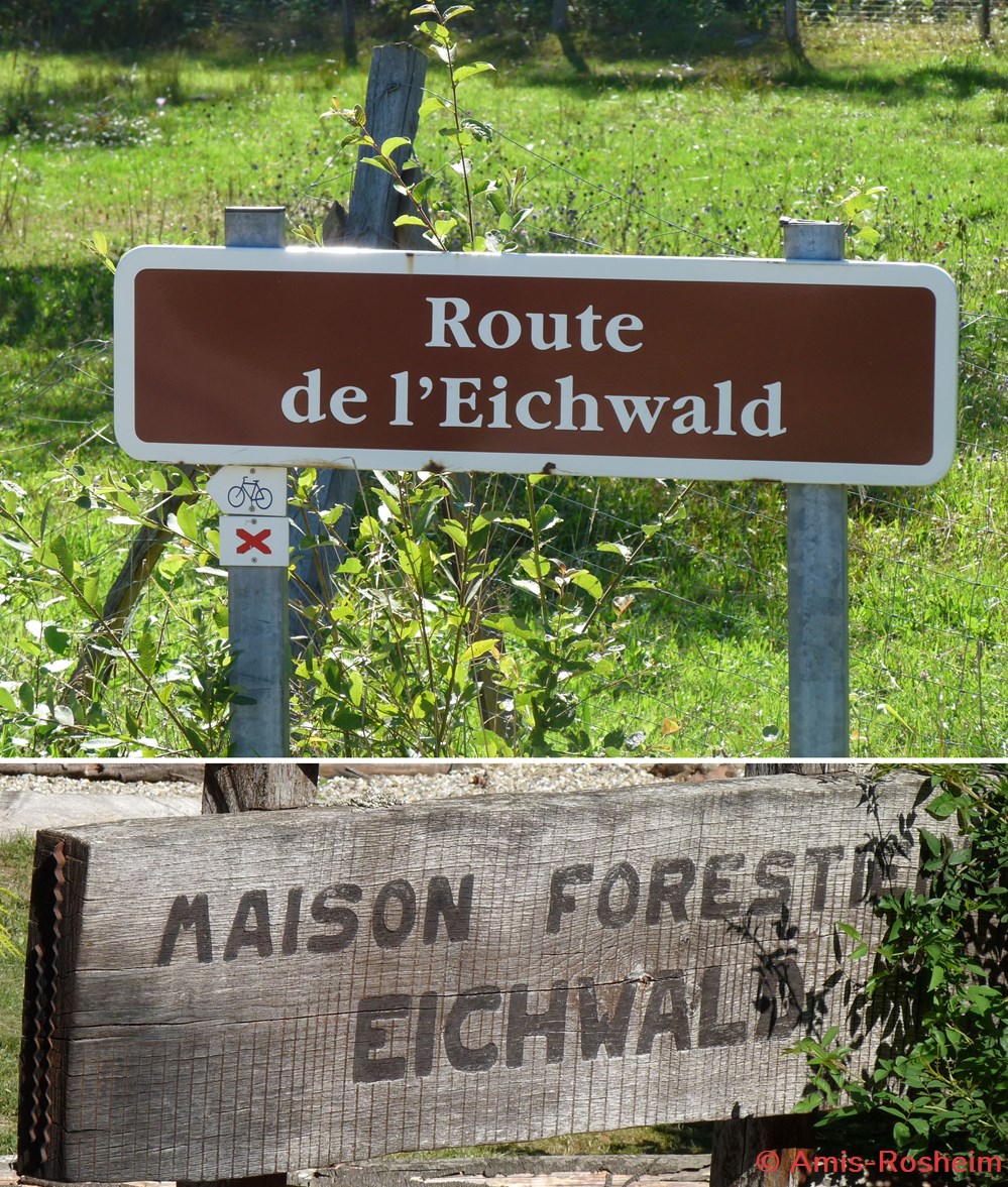 La forêt de Rosheim 5 divers la foret de rosheim