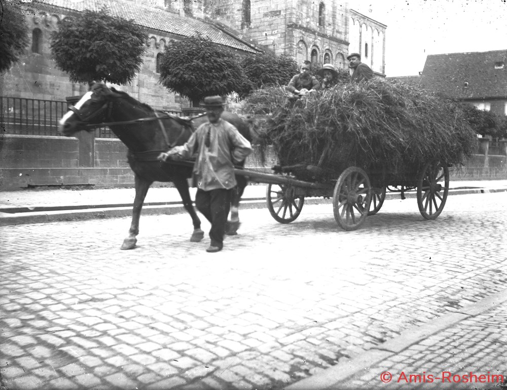 L'agriculture et l'élevage divers l agriculture et elevage