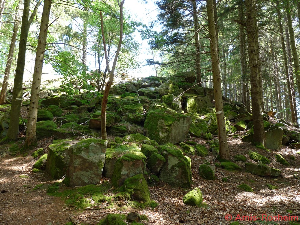 divers la foret communale de rosheim