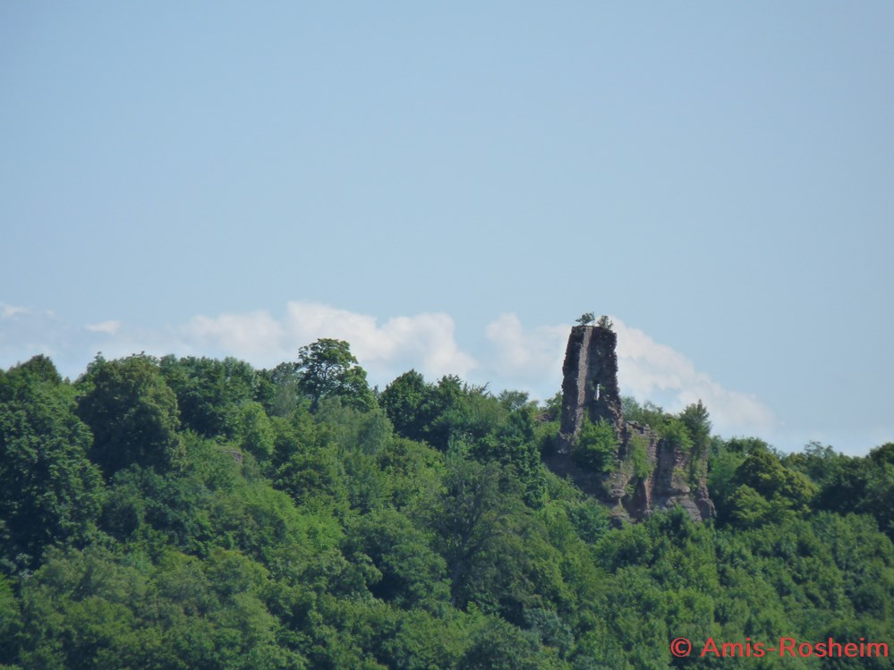 La forêt de Rosheim : vers la Fischhütte 7 divers la foret de rosheim vers la fischhutte