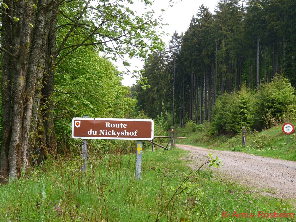 La forêt de Rosheim : vers le Magelrain. 4 divers la foret de rosheim vers le magelrain