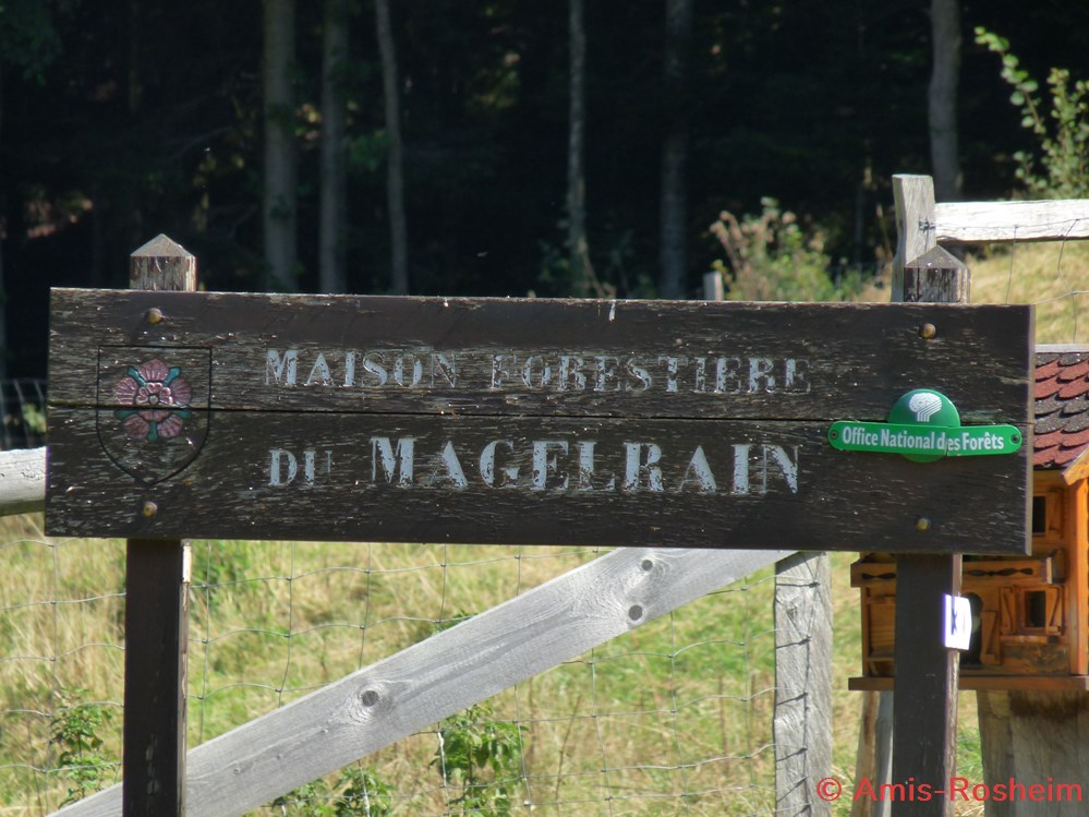 La forêt de Rosheim : vers le Magelrain. 2 divers la foret de rosheim vers le magelrain