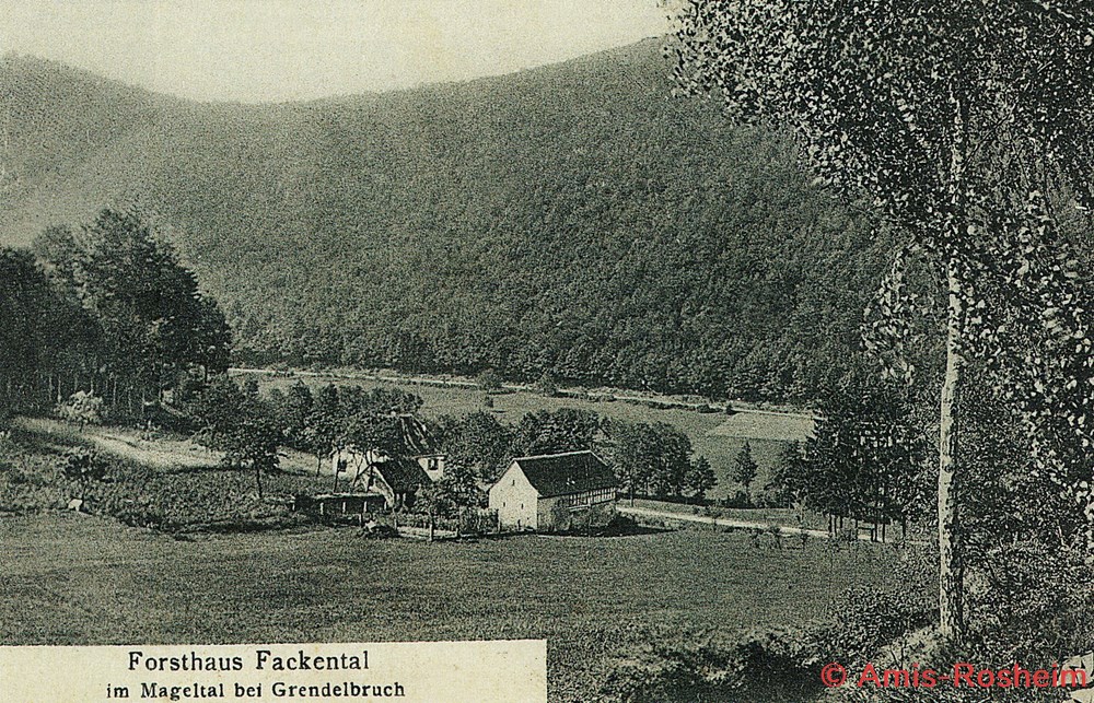 La forêt de Rosheim : vers la Fischhütte 2 divers la foret de rosheim vers la fischhutte