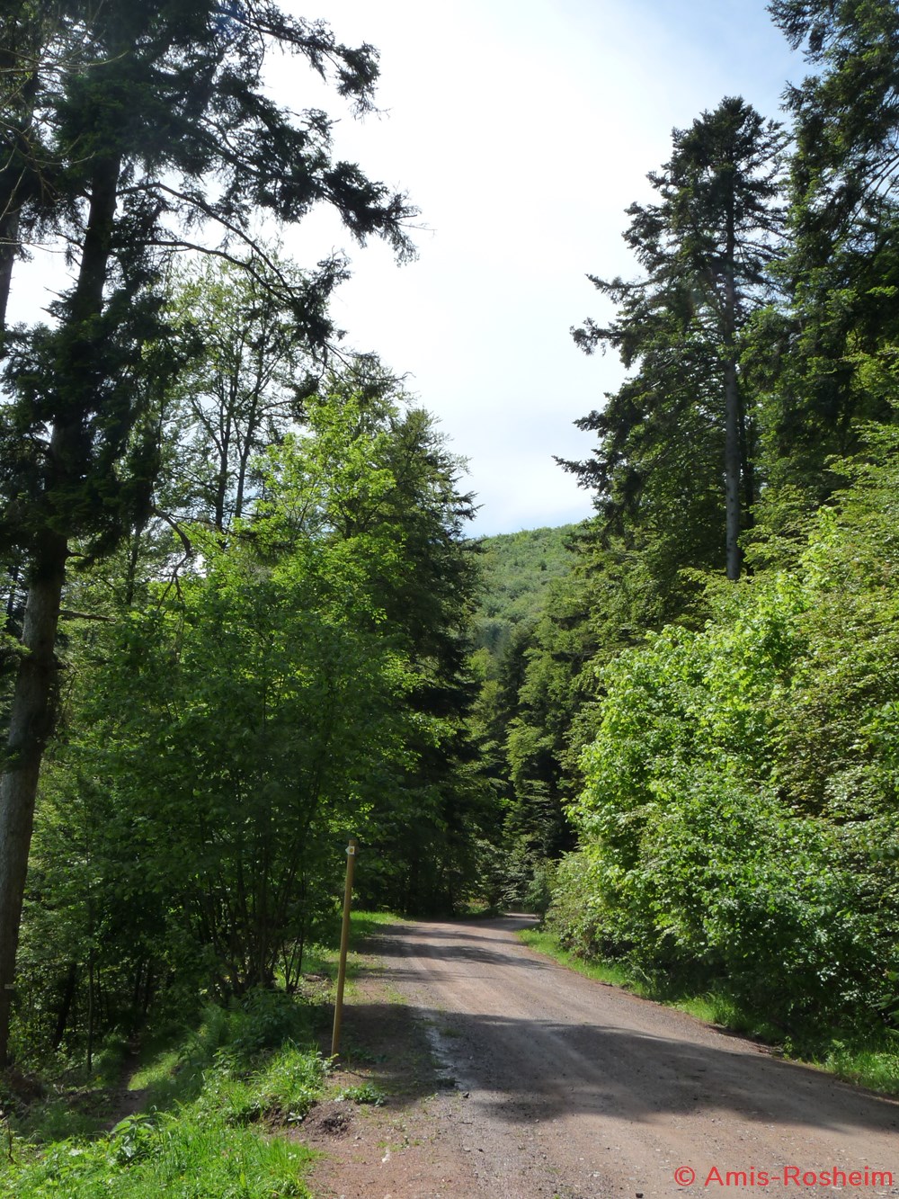 divers la foret de rosheim vers le heidenkopf
