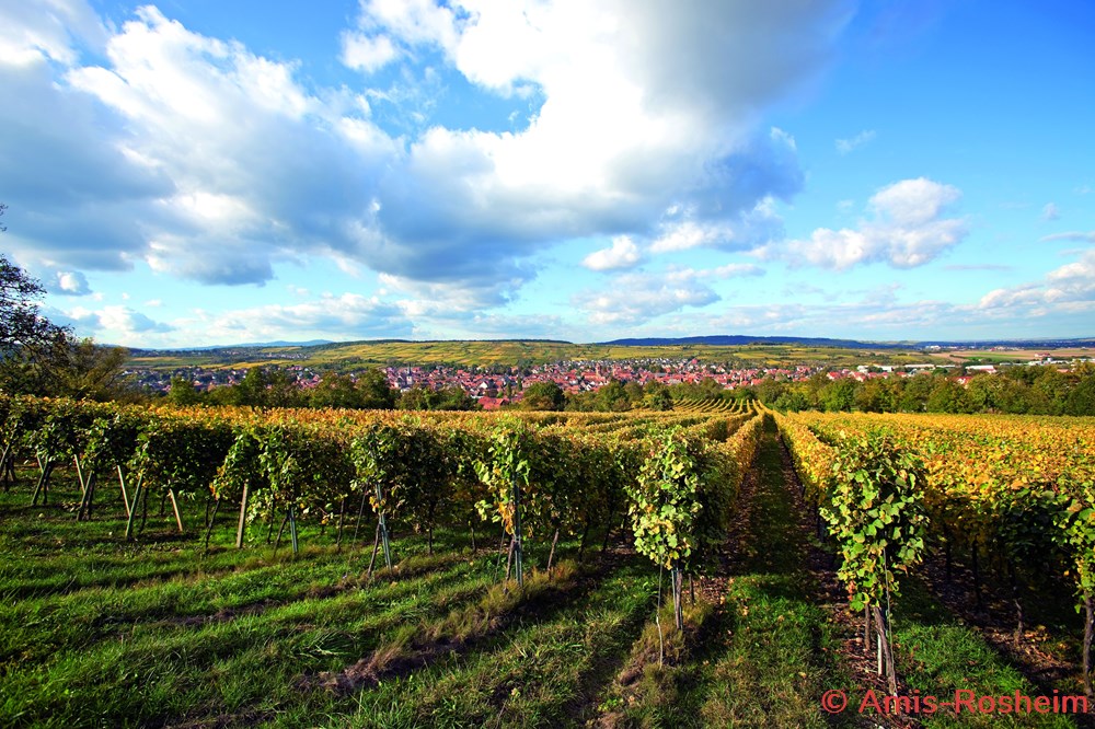 La viticulture divers la viticulture