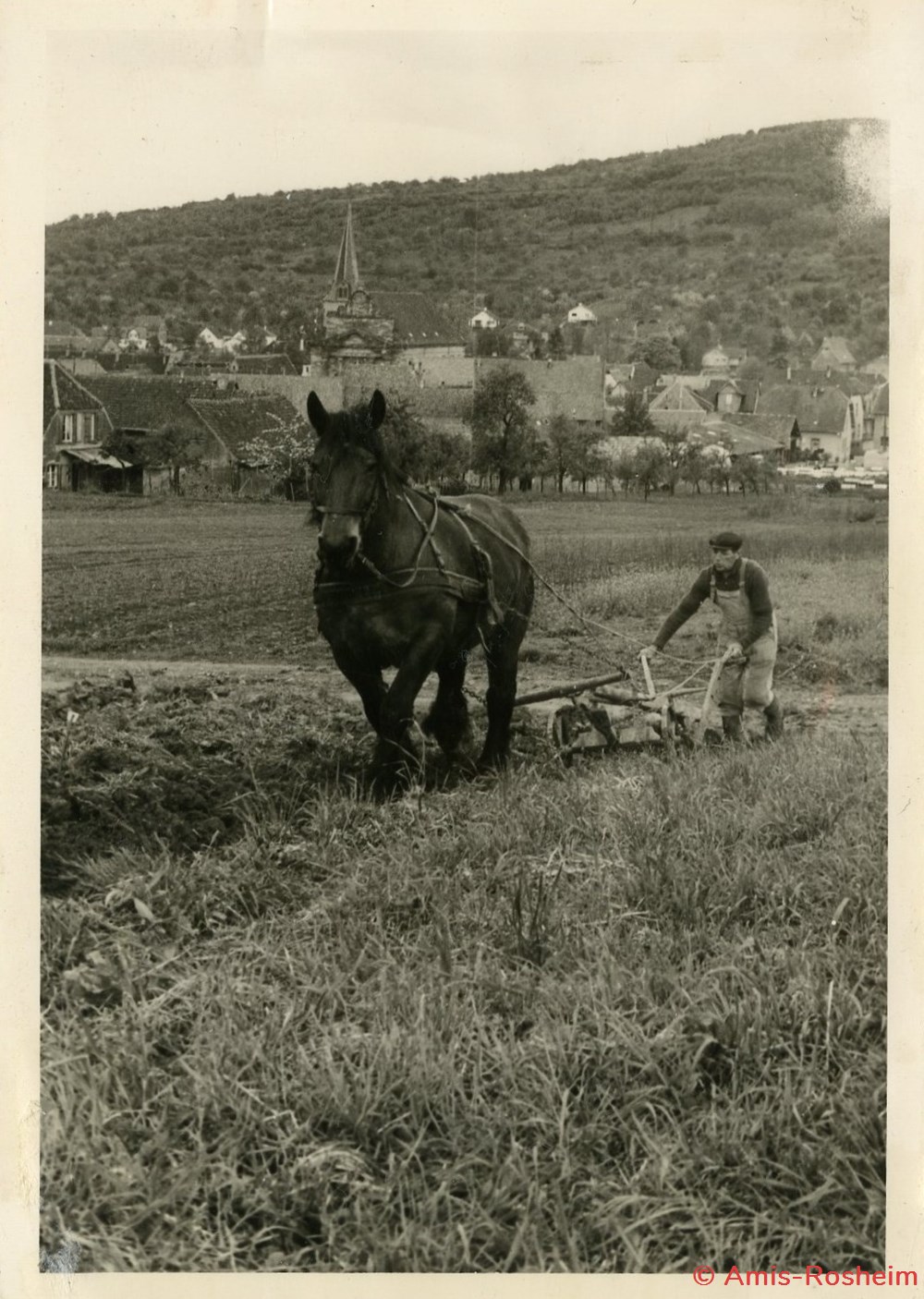L'agriculture et l'élevage 7 divers l agriculture et elevage