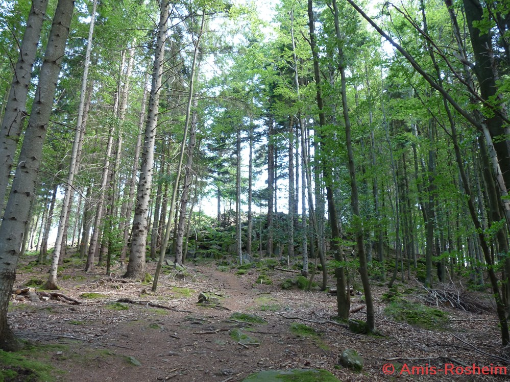 La forêt de Rosheim divers la foret de rosheim