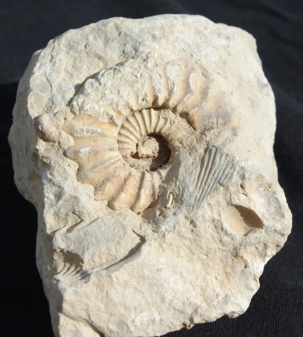 Fossile 1 coquillages fossiles fossile 1