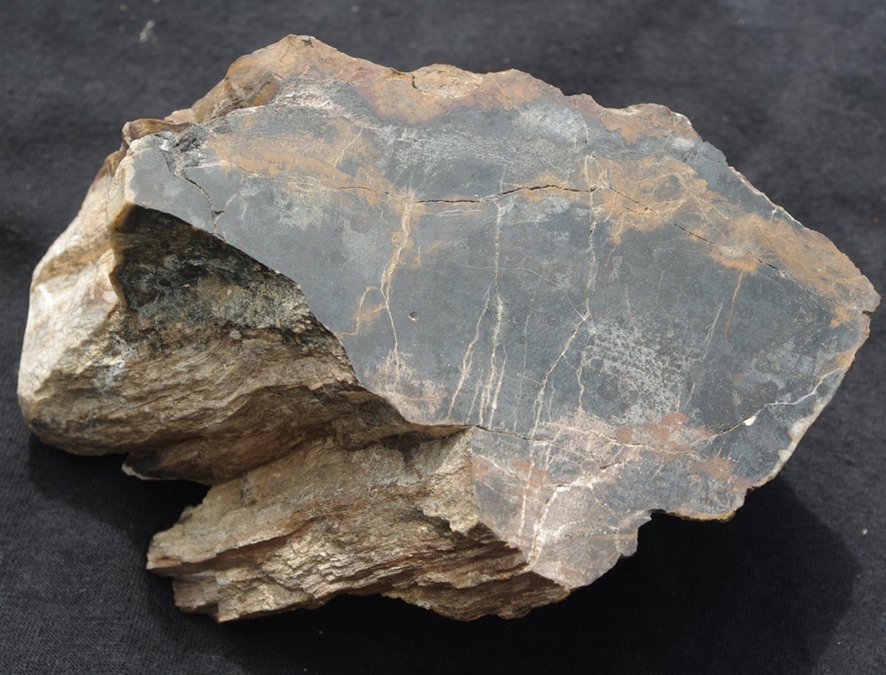 coquillages fossiles mineral 3