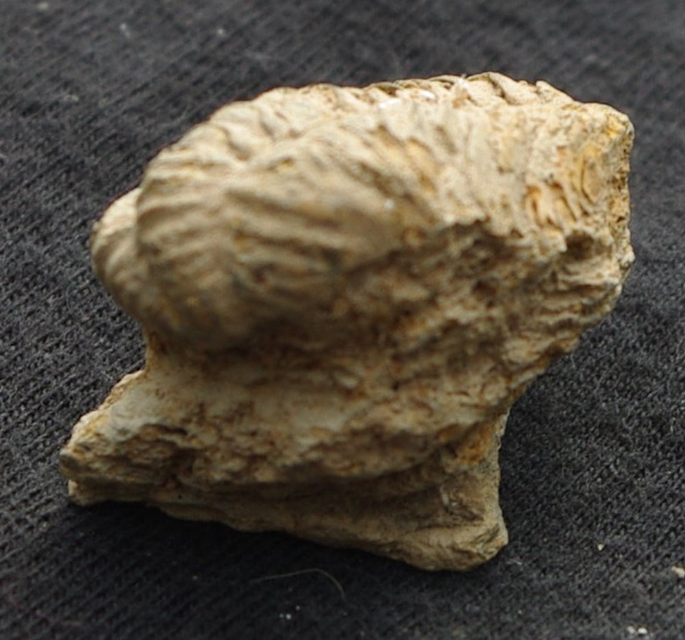 Colpocoryphe grandis coquillages fossiles colpocoryphe grandis
