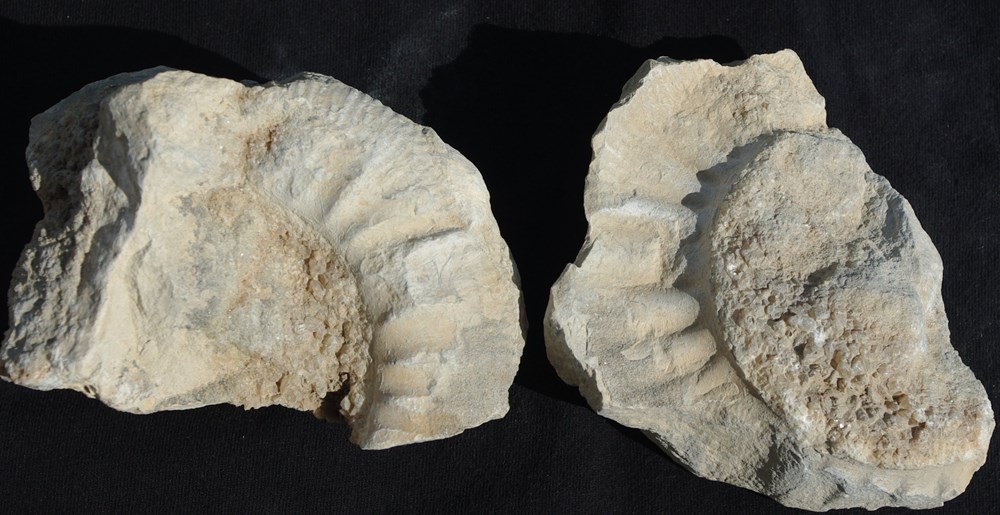 Fossile 13 coquillages fossiles fossile 13