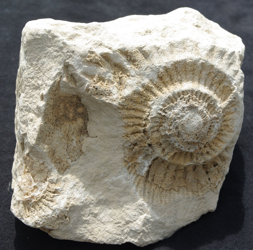 Fossil 19 coquillages fossiles fossil 19