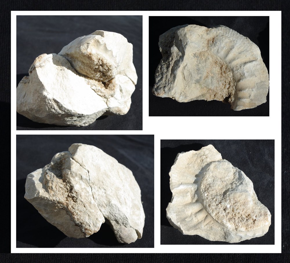 Fossile 13 coquillages fossiles fossile 13