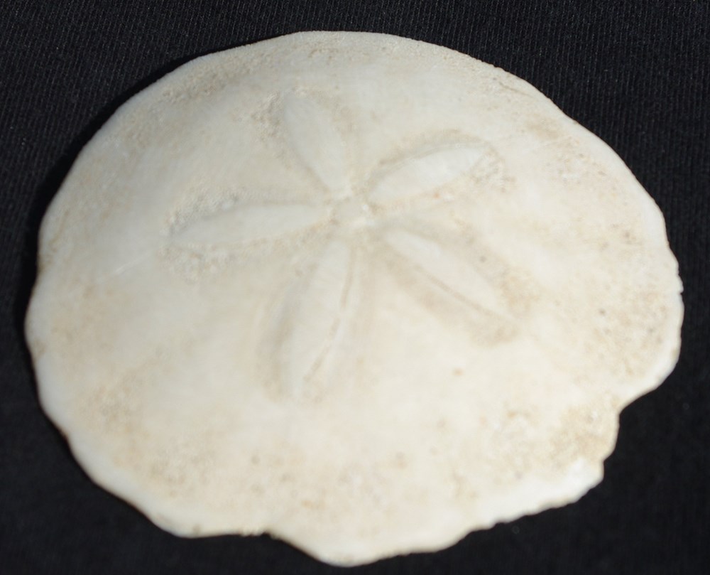Oursins fossilisés « Sanddollar » coquillages fossiles oursins fossilises sanddollar