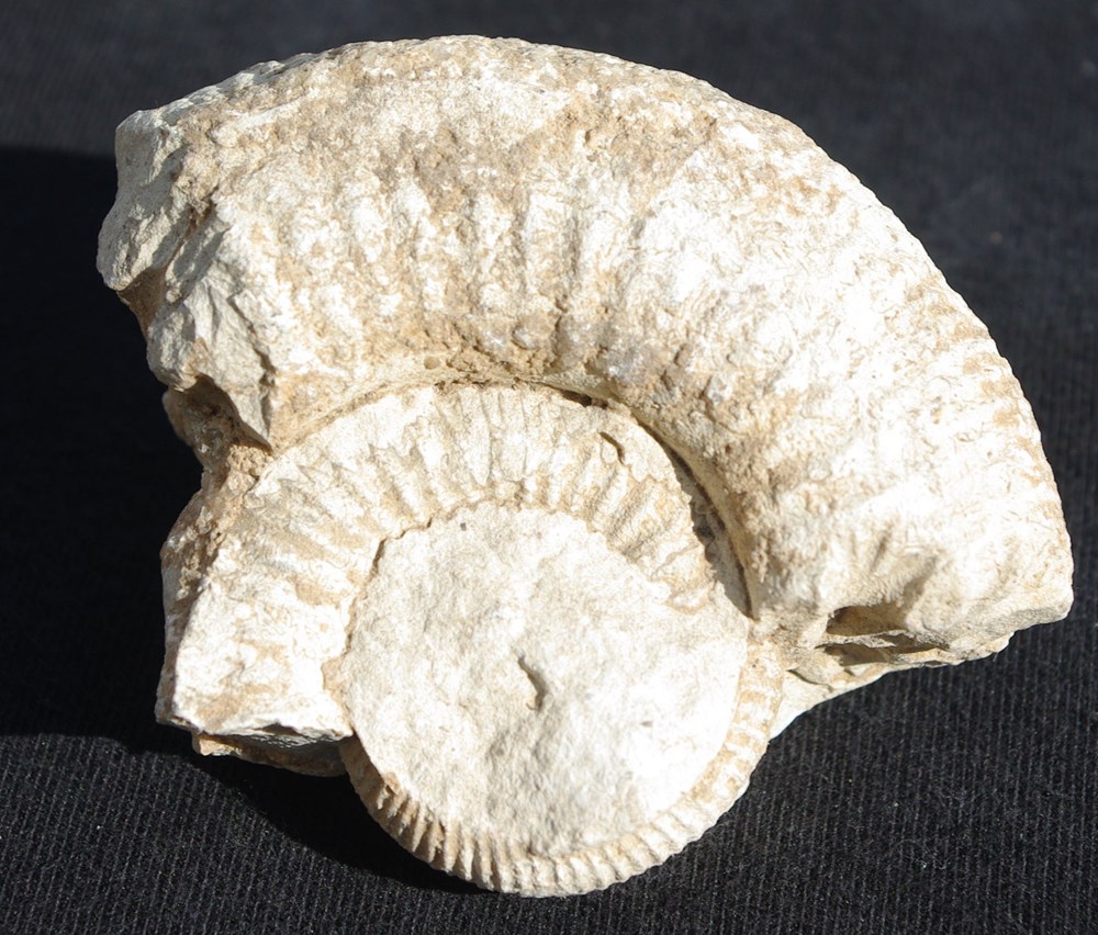 Fossile 12 coquillages fossiles fossile 12