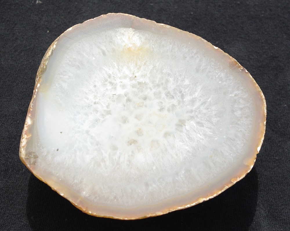 coquillages fossiles mineral 2