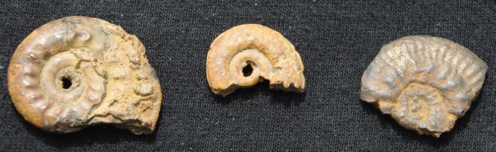 Hildoceras coquillages fossiles hildoceras