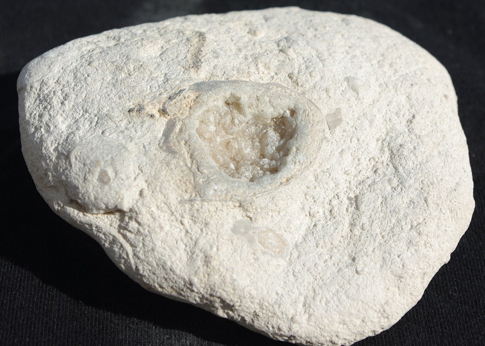 Mineral ou fossile coquillages fossiles mineral ou fossile