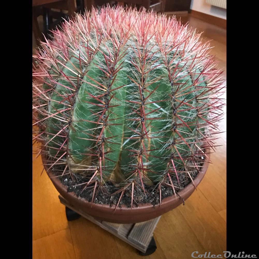 monde du vivant plantes et succulentes ferocactus