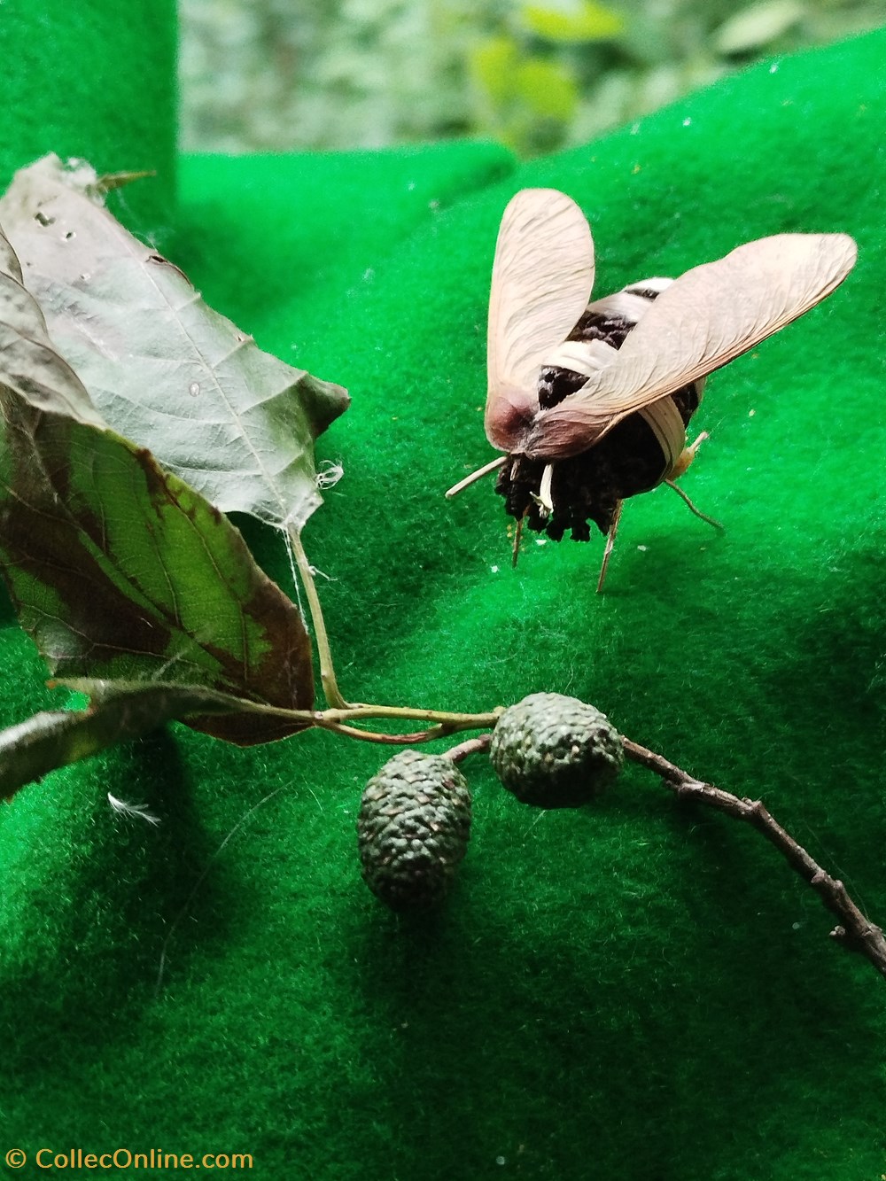 divers insecte imaginaire ou pas