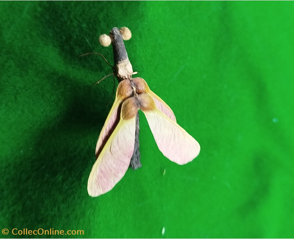 divers insecte imaginaire