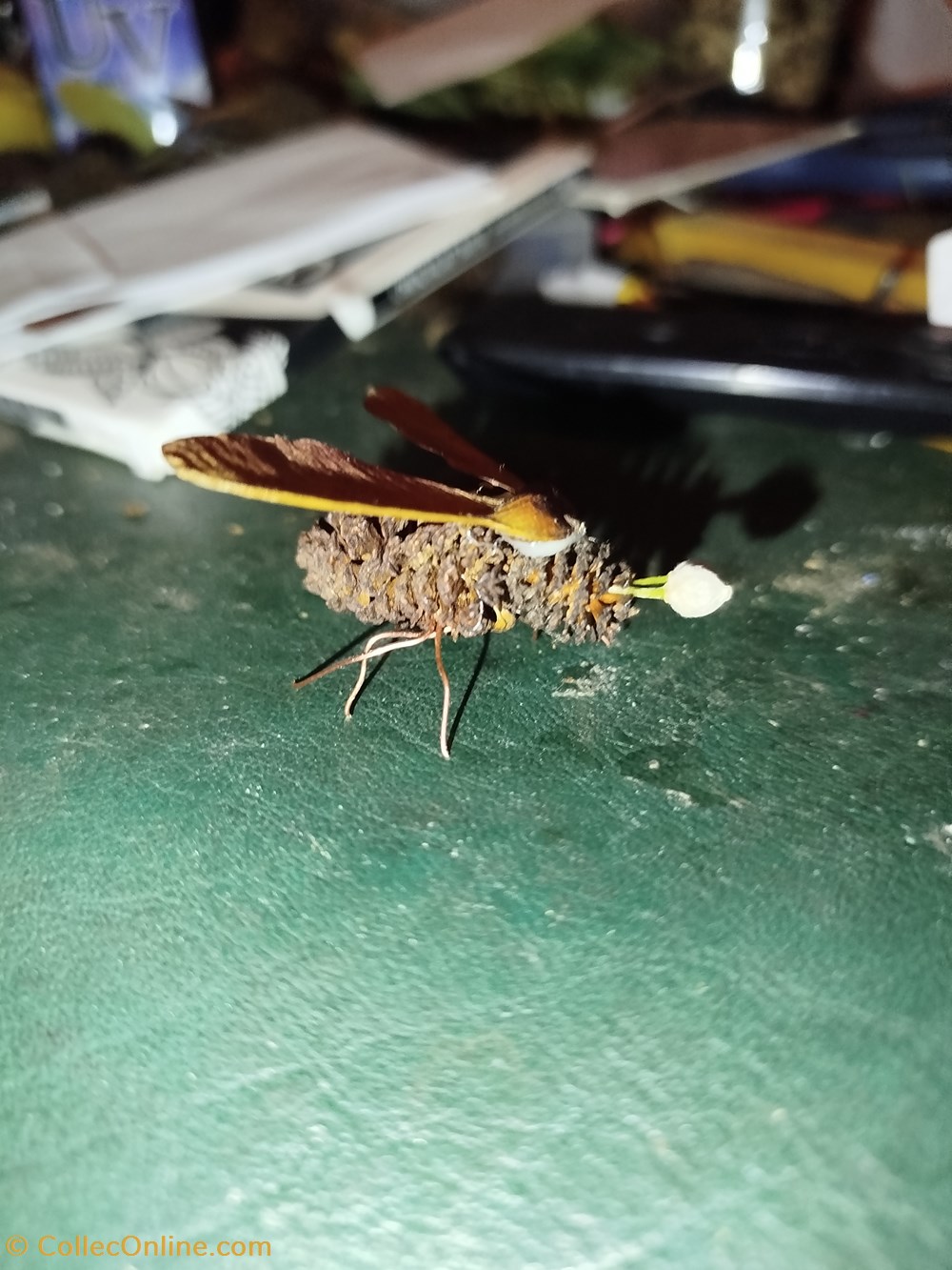 divers insecte imaginaire ou pas