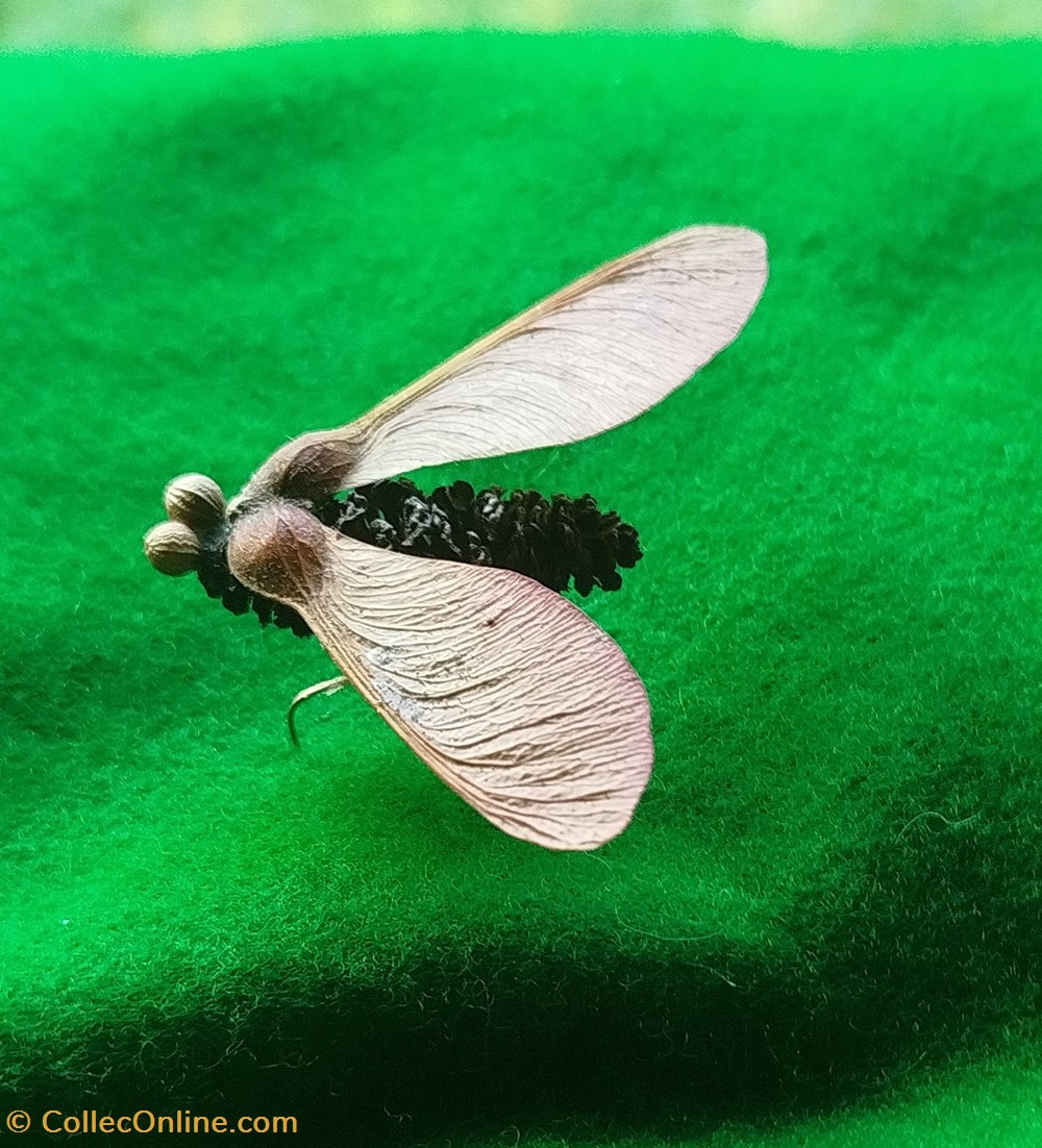 divers insecte imaginaire ou pas
