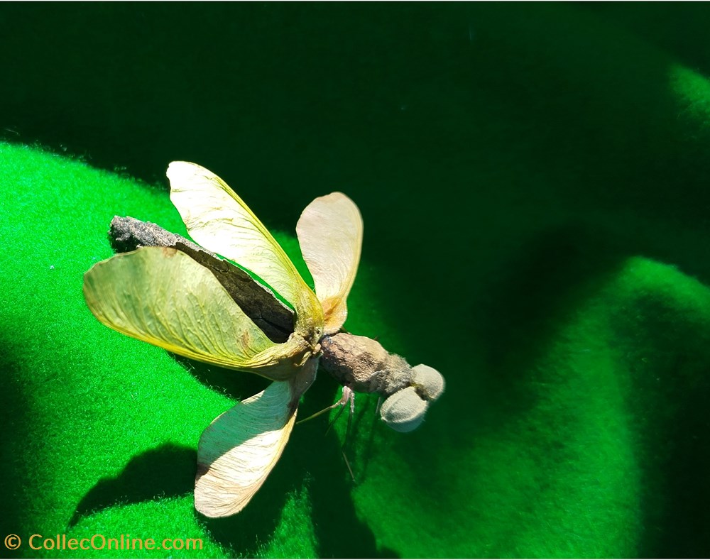 Insecte imaginaire divers insecte imaginaire