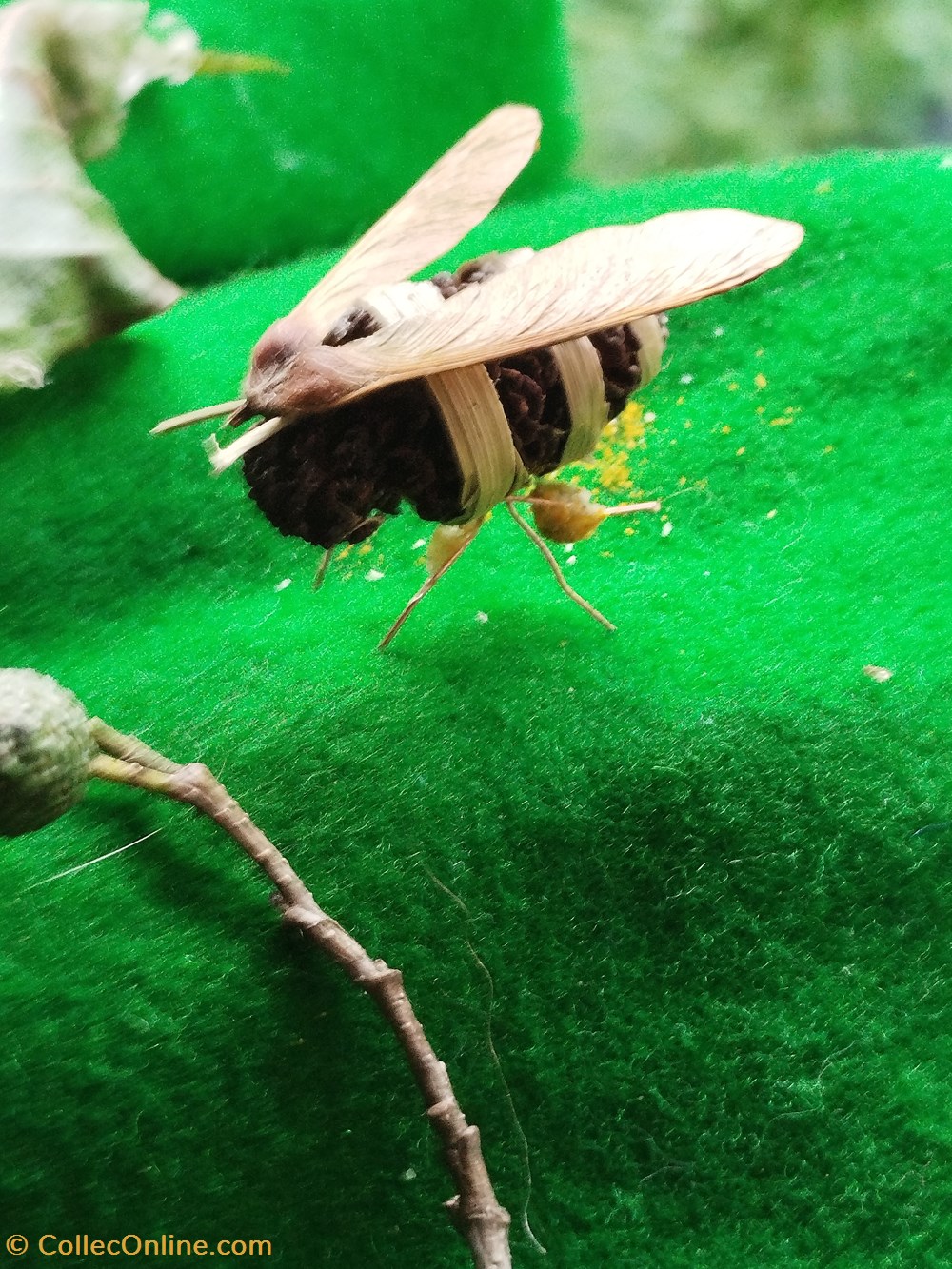 divers insecte imaginaire ou pas