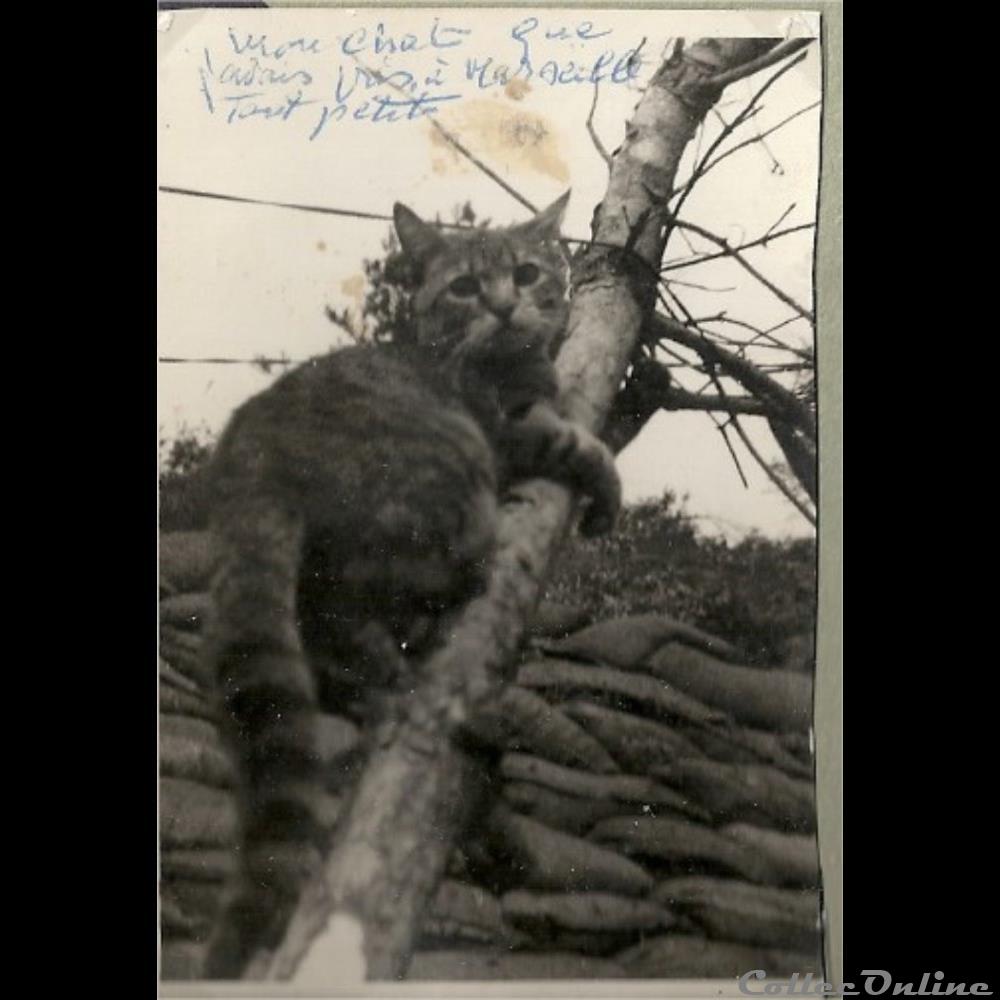 Koï Hani la mascotte guerre de Corée photographie poid opium europe koi hani la mascotte guerre de coree