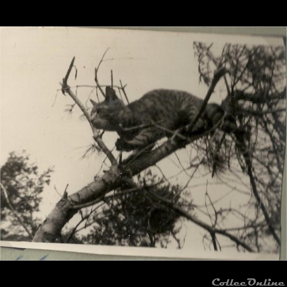 photographie poid opium europe koi hani la mascotte guerre de coree