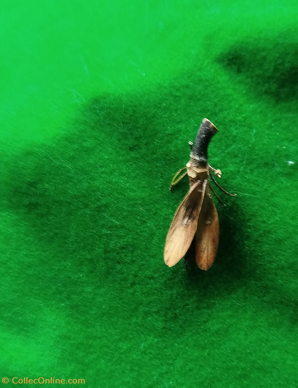 Insecte imaginaire 2 divers insecte imaginaire