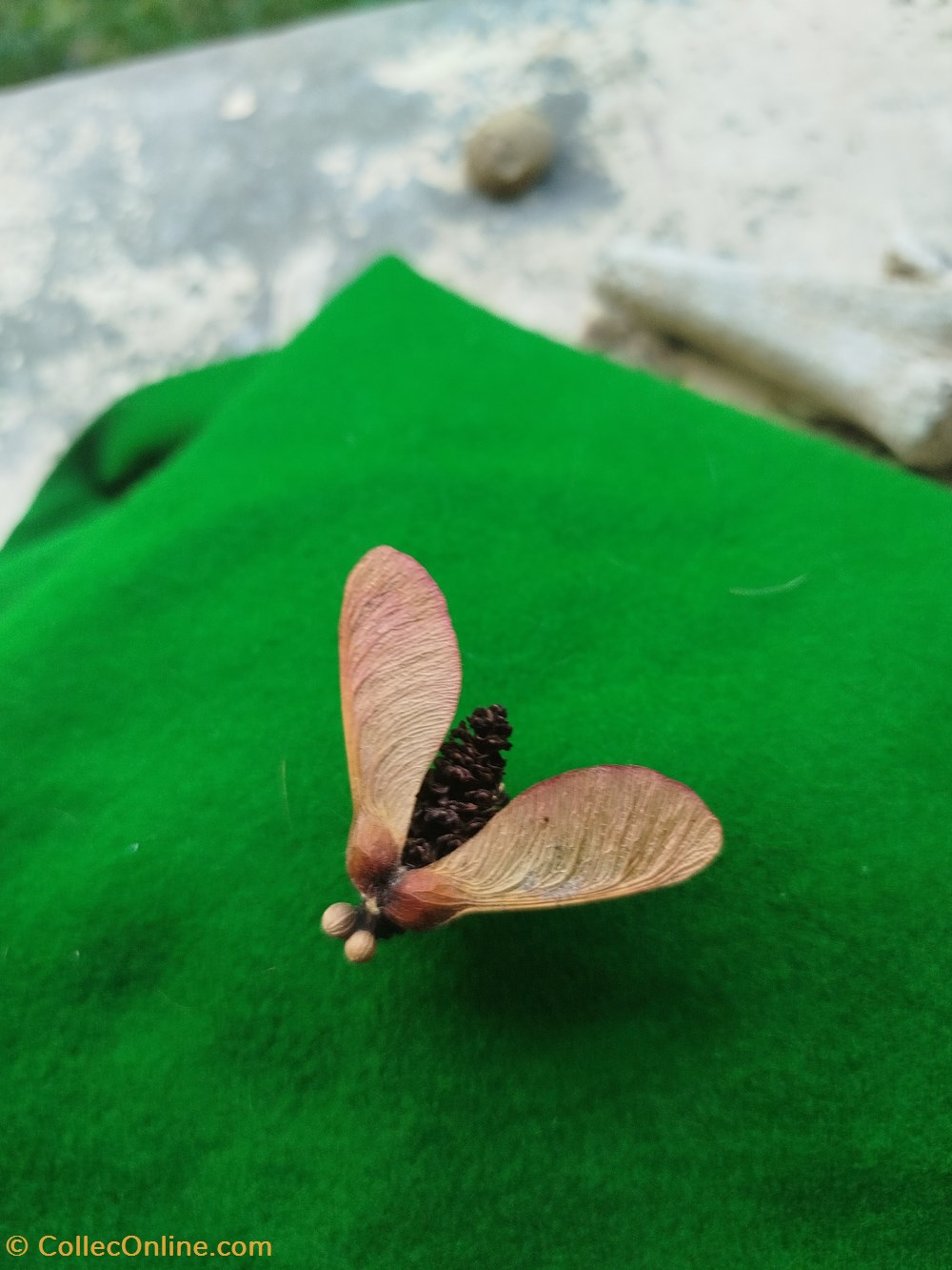 divers insecte imaginaire ou pas