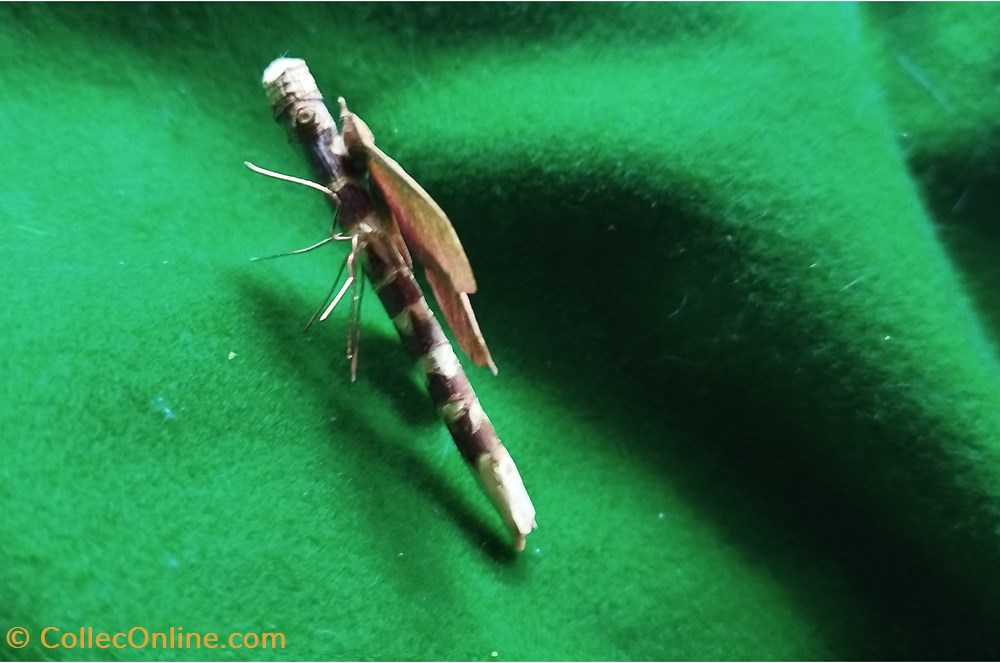 divers insecte imaginaire