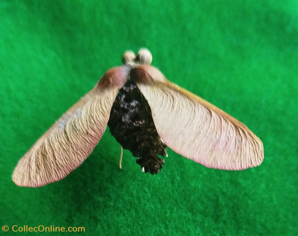 divers insecte imaginaire ou pas
