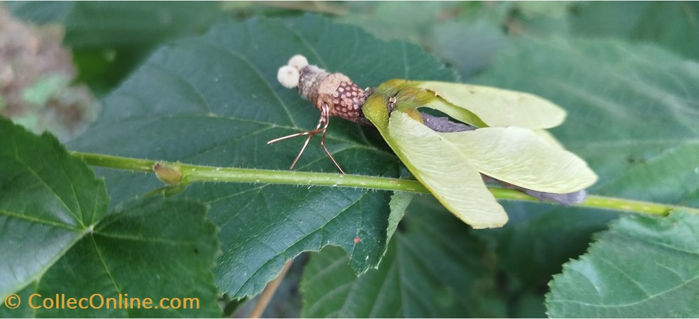 divers insecte imaginaire