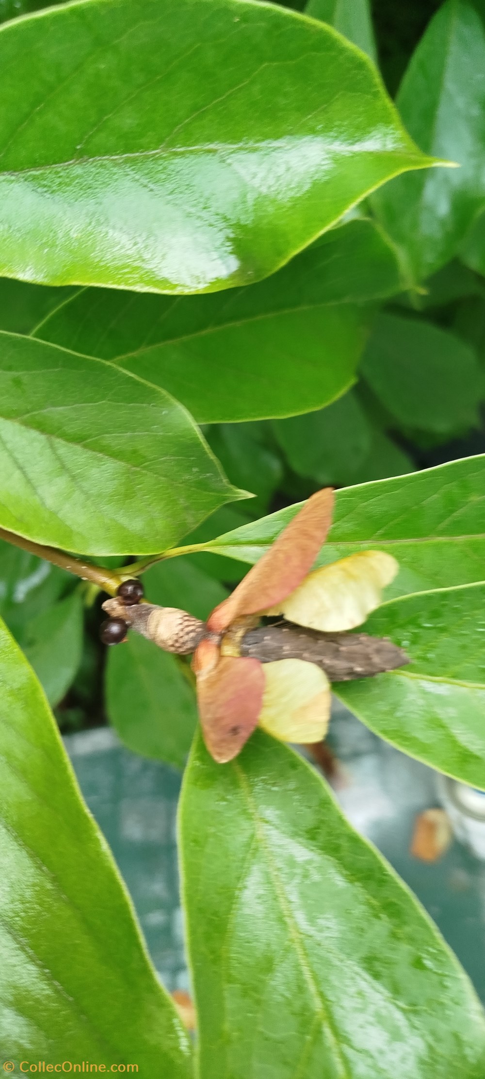 divers insecte imaginaire