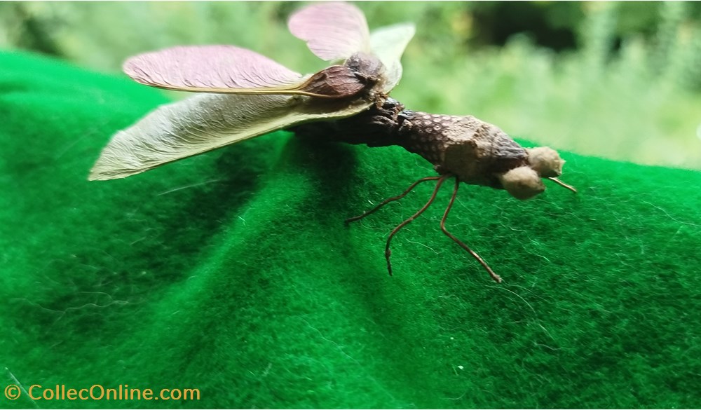 Insecte imaginaire divers insecte imaginaire