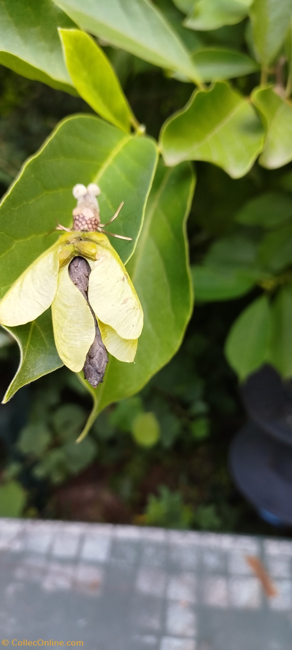 divers insecte imaginaire