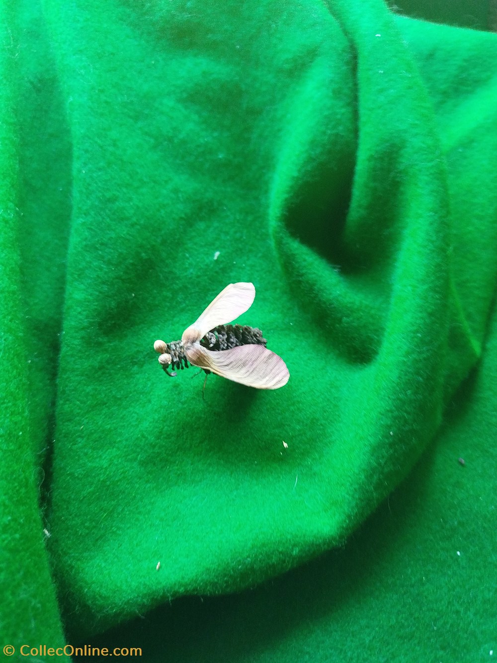 Insecte imaginaire ( ou pas). 3 divers insecte imaginaire ou pas