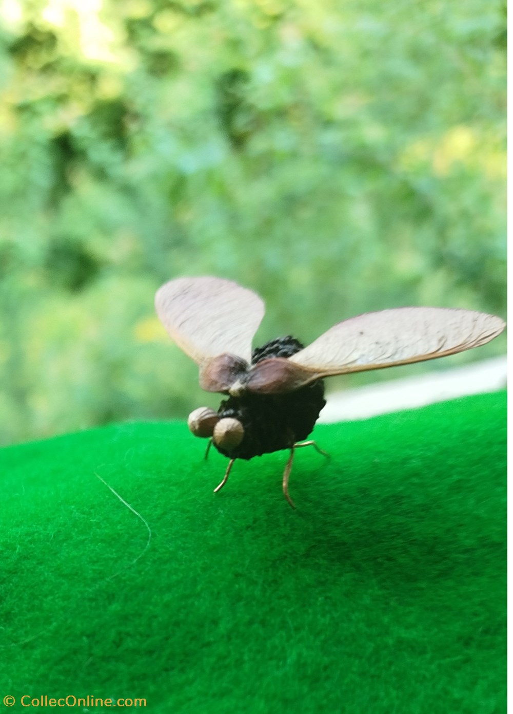 divers insecte imaginaire ou pas
