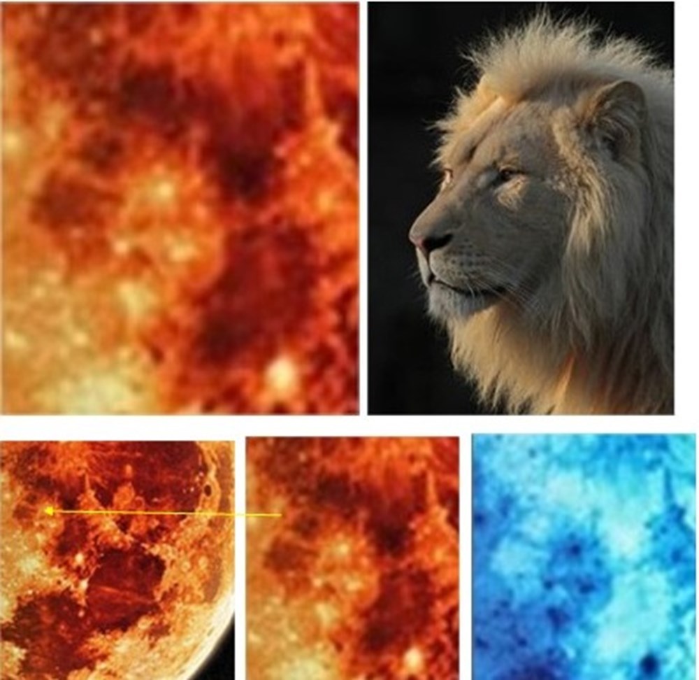art antiquites peintures dessins lion lunaire animaux lions ours dauphin poisson
