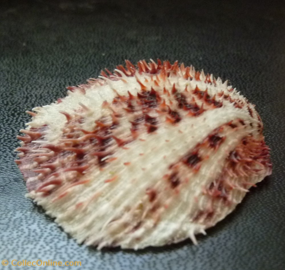 nicobaricus 3 coquillages fossiles bivalvia nicobaricus