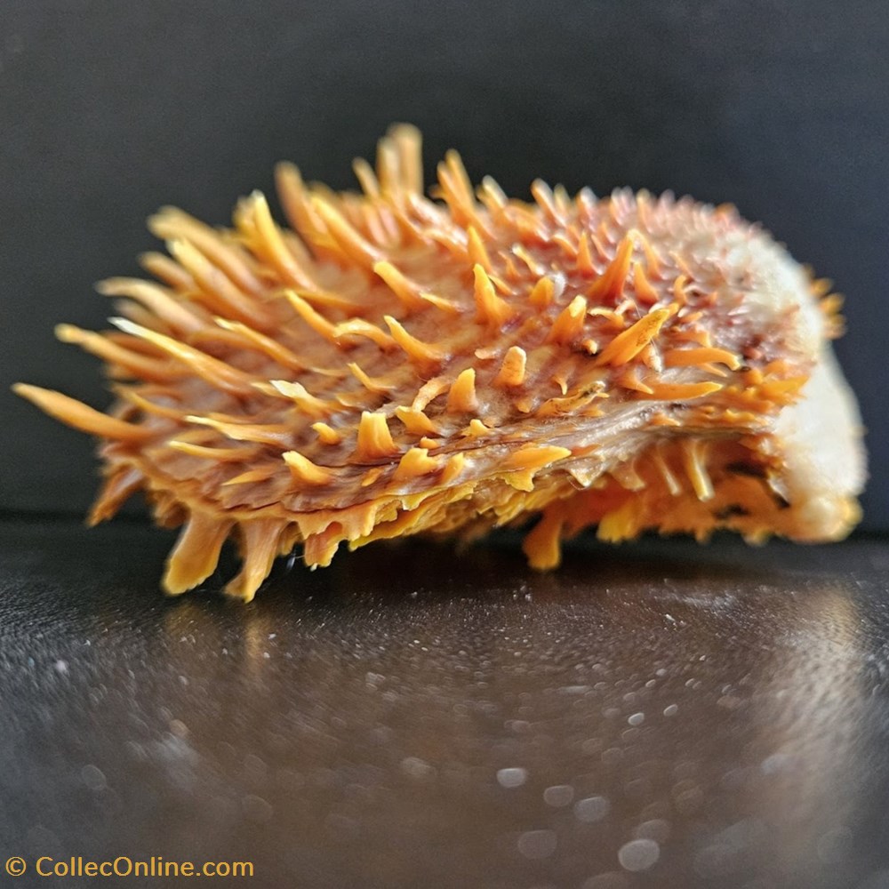 zonalis 2 coquillages fossiles bivalvia zonalis