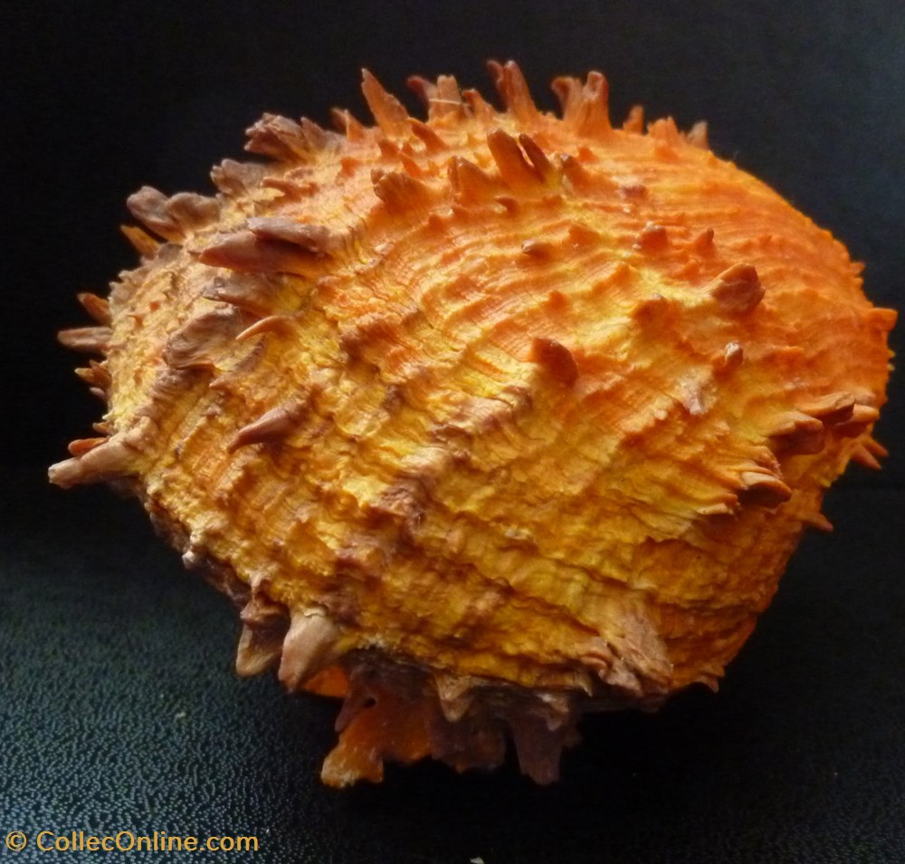 ictericus 3 coquillages fossiles bivalvia ictericus