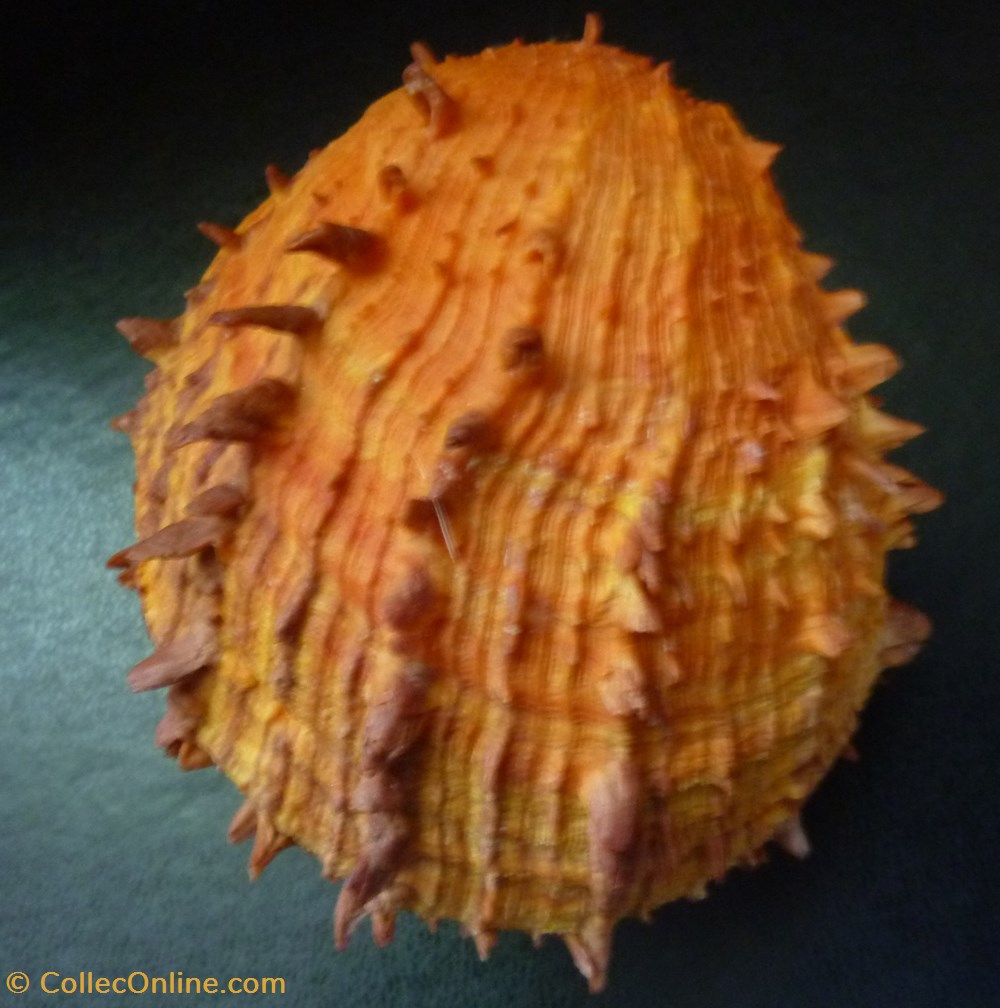 ictericus coquillages fossiles bivalvia ictericus