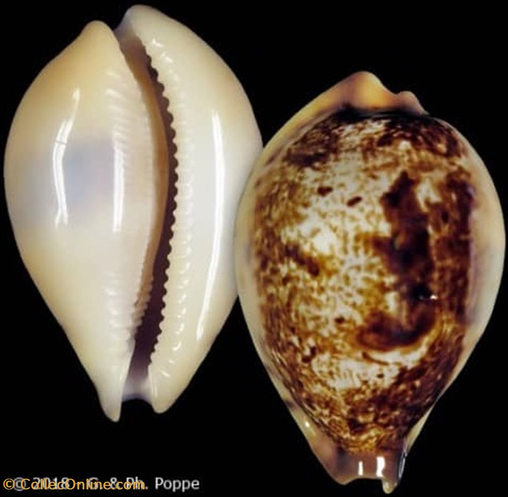 coquillages fossiles hirasei nv philippina