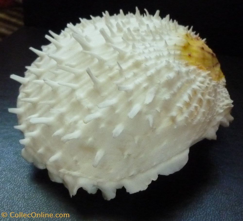 coquillages fossiles bivalvia varius