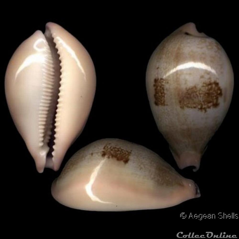 coquillages fossiles alexhuberti