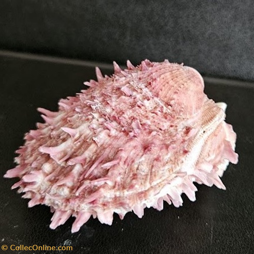 coquillages fossiles bivalvia cuneus